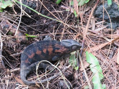 Île de la Réunion — étape 14 : Piton de la Fournaise - Basse vallée - Vincendo