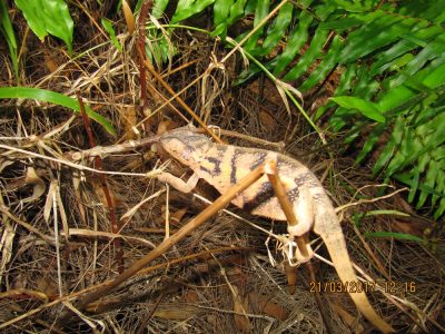 Île de la Réunion — étape 14 : Piton de la Fournaise - Basse vallée - Vincendo