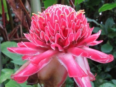 Île de la Réunion — étape 8 : Piton des Neiges - Hell Bourg
