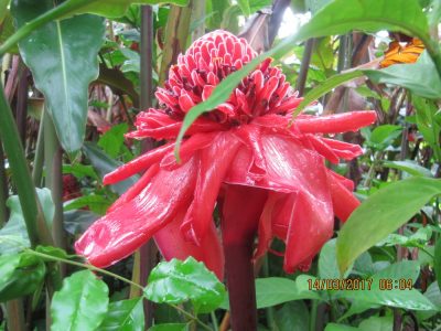 Île de la Réunion — étape 9 : Hell Bourg - Grand Ilet