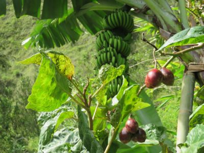 Île de la Réunion — étape 9 : Hell Bourg - Grand Ilet