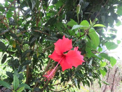 Île de la Réunion — étape 9 : Hell Bourg - Grand Ilet