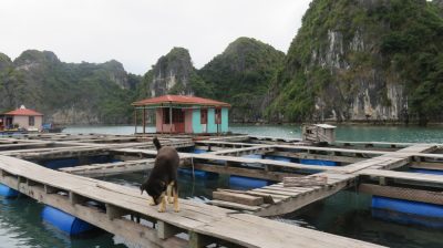 Vietnam du Nord au Sud — étape 4 : Halong Bay