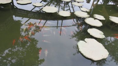 Vietnam du Nord au Sud — étape 5 : Ninh Binh